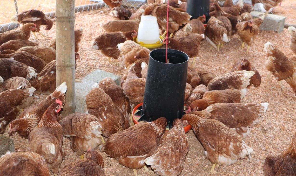 MAGA refuerza alimentación y economía local con entrega de gallinas ponedoras
