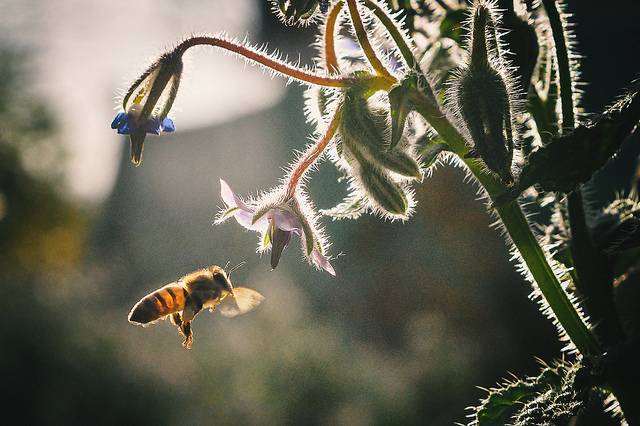 Un reino de abejas en las alturas bolivianas a orillas del lago Titicaca
