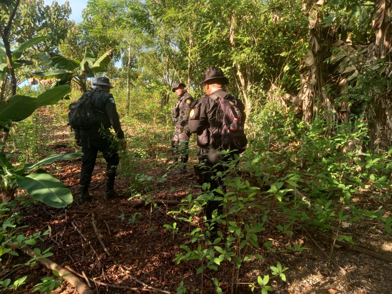Suman 417 mil 684 matas de coca erradicadas en Petén