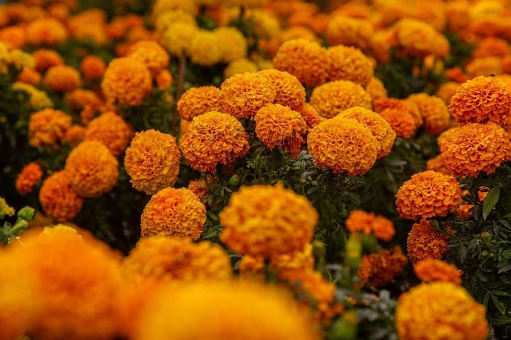 Capital mexicana prepara el Día de Muertos con miles de flores de cempasúchil