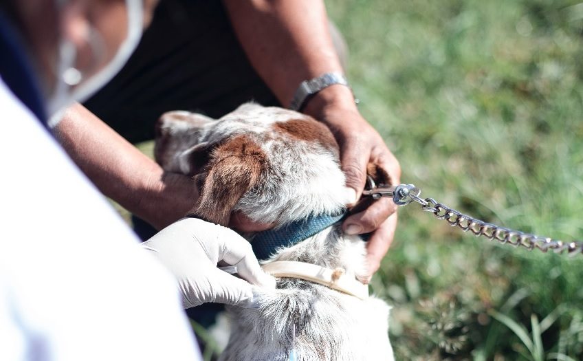 Salud busca vacunar a más de 271 mil mascotas para prevenir la rabia en Alta Verapaz