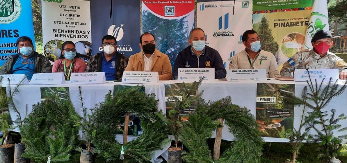 Promueven conservación y comercio legal del pinabete en Sololá