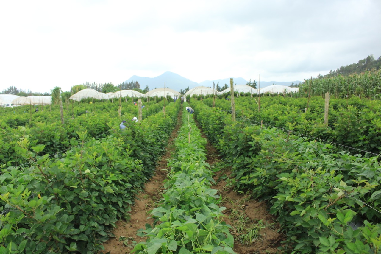 Plantaciones en Guatemala.