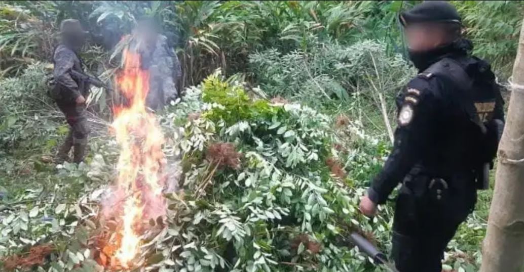 Erradican más de 270 mil arbustos de coca en Livingston, Izabal