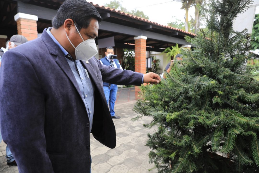 Inauguran ferias del pinabete 2021