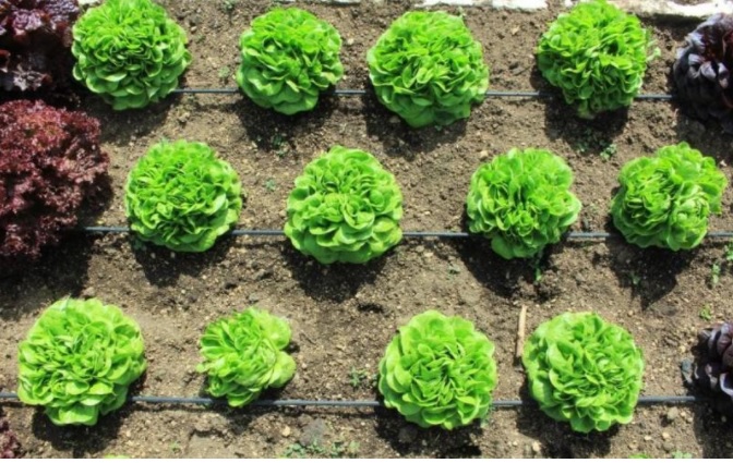 Año Internacional de las verduras y frutas