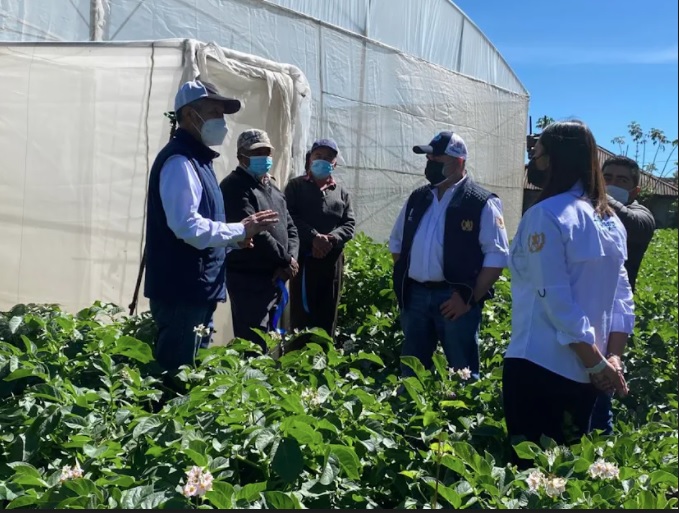 Productores de papa de San Marcos y Quetzaltenango reciben apoyo del MAGA.