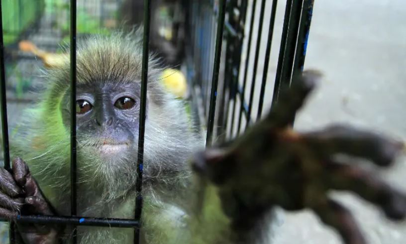 Operación de Interpol identifica a 300 sospechosos de tráfico de especies
