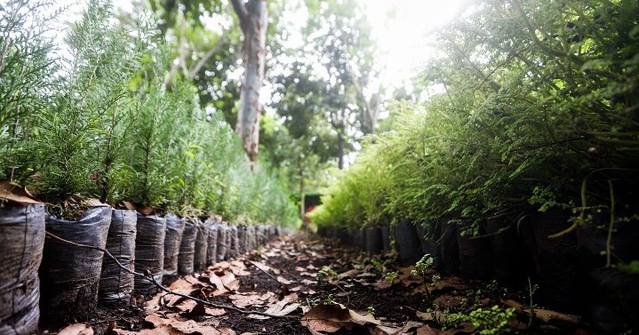 Autoridades coordinan acciones para reforestar zonas de recarga hídrica en Huehuetenango
