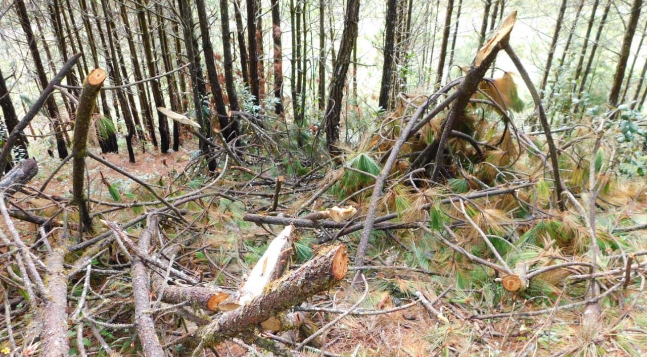 Acción interinstitucional se enfoca en prevenir deforestación en Jutiapa