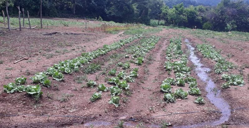 Extensionistas se capacitan para mejorar producción de alimentos en el área rural