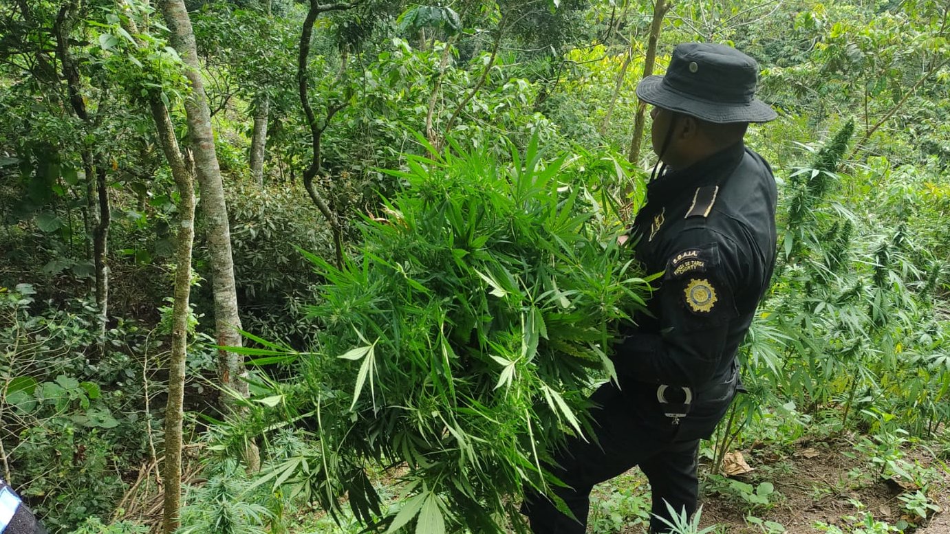 PNC erradica más de 22 mil matas de marihuana en Chiquimula