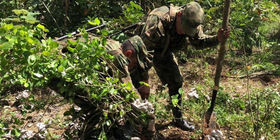 Colombia ha erradicado más de 103 mil hectáreas de coca en 2021