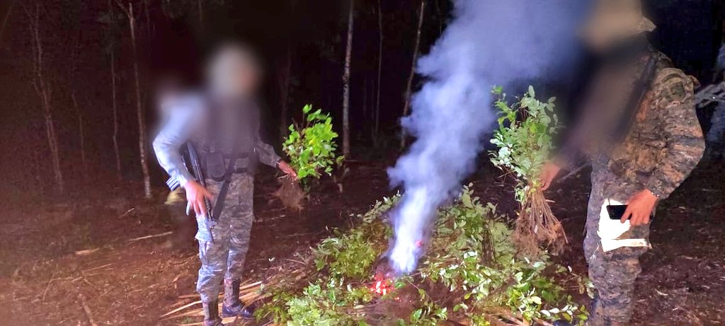 Erradican e incineran más de 17 mil arbustos de coca en Petén