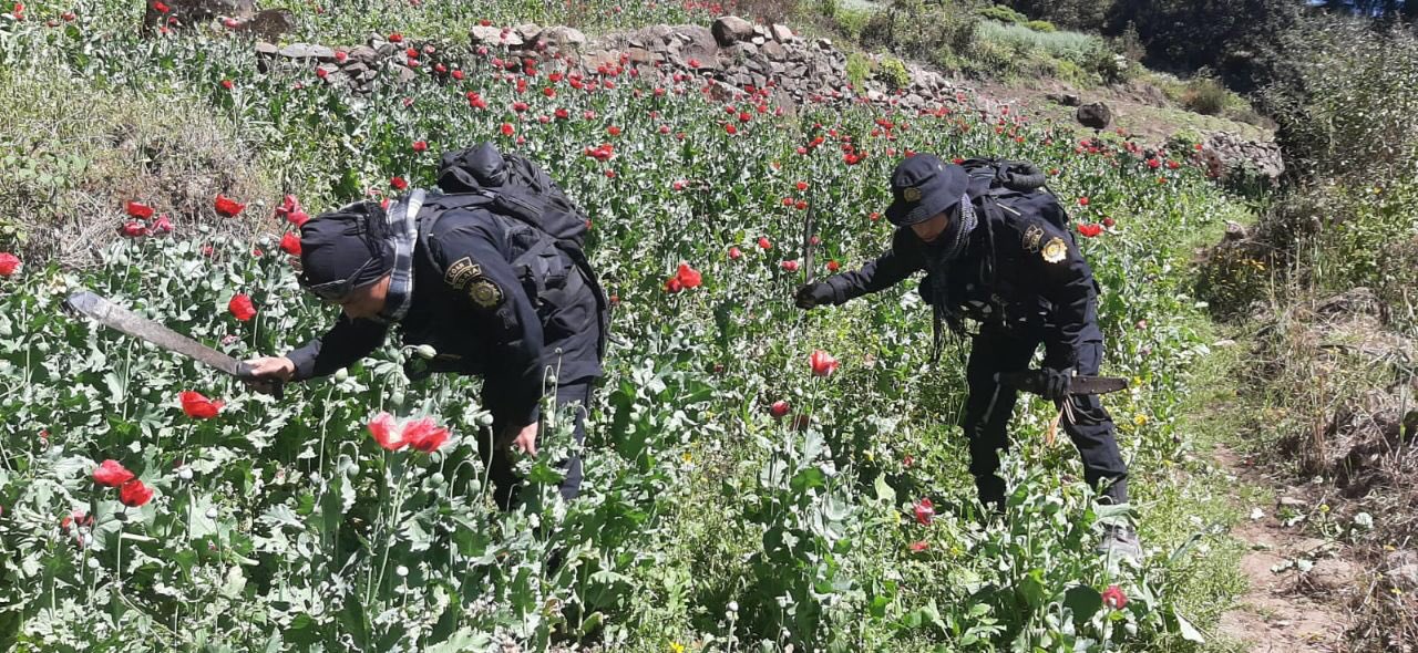 Avanza erradicación de amapola en San Marcos