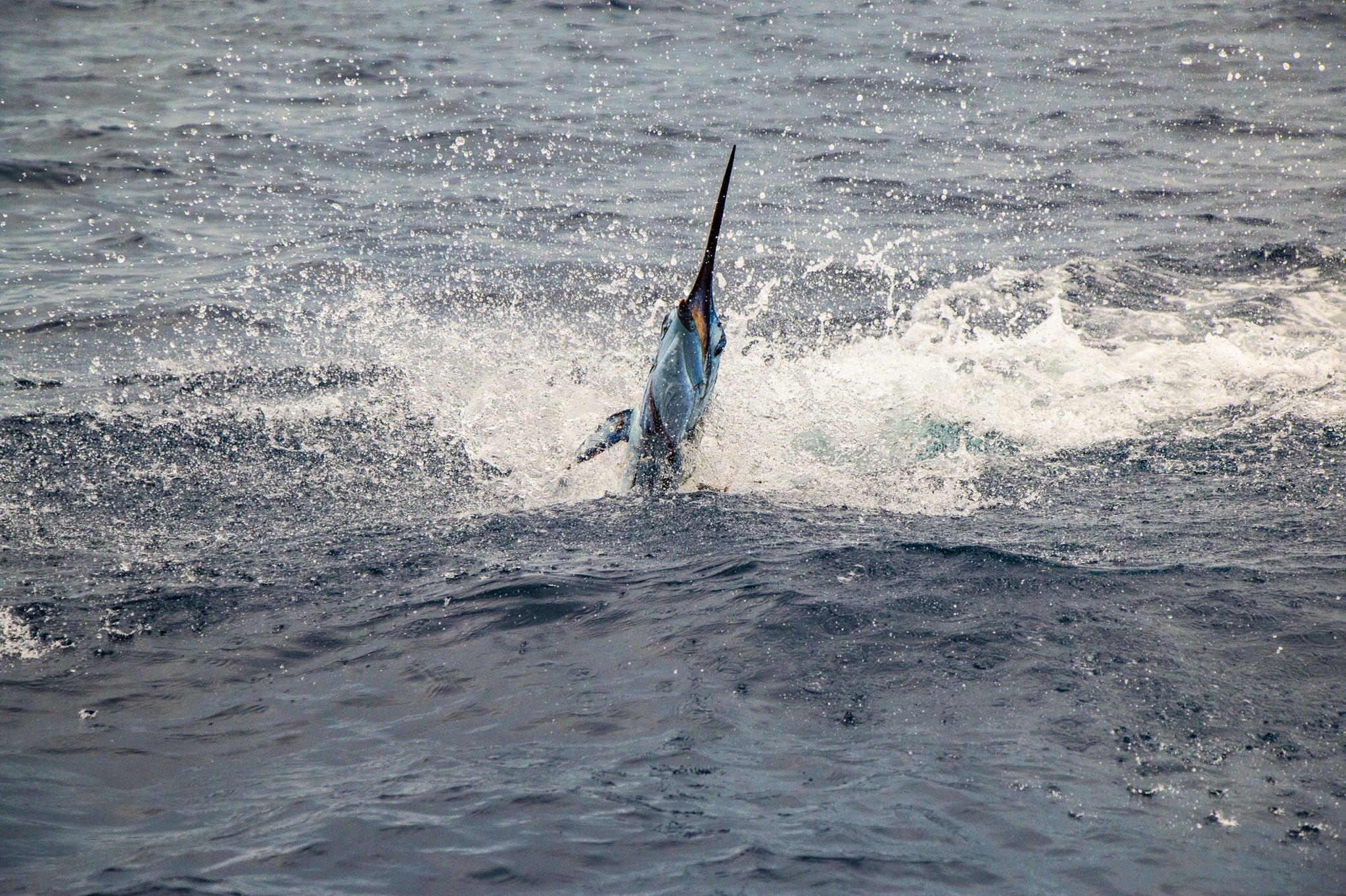 Inguat impulsa Torneo Invitacional de Pesca Deportiva