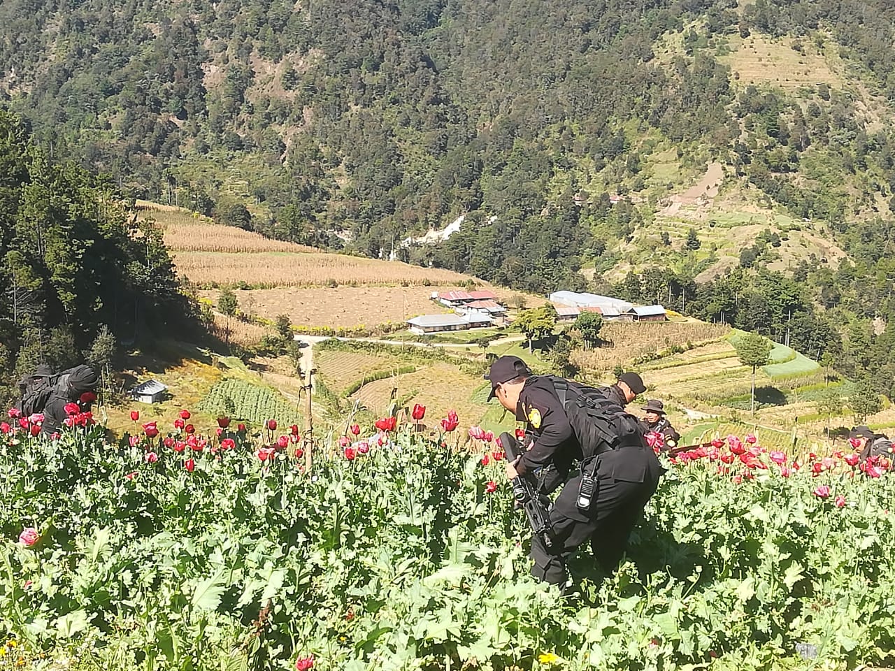 Gobernación comparte cifras de erradicación de amapola en San Marcos