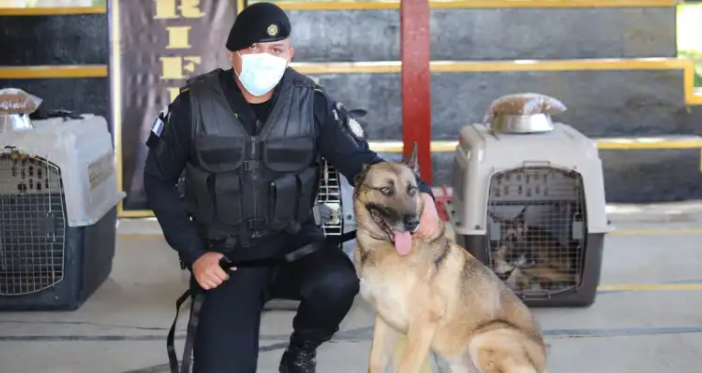 Rinden homenaje a 12 agentes K-9 que pasan a situación de retiro