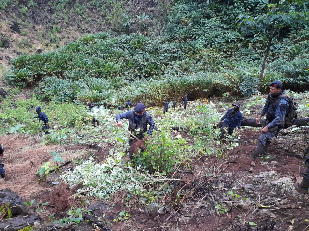 Diligencia antinarcótica permite erradicar más de 8 mil matas de coca