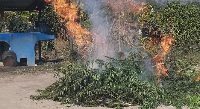Agentes antinarcóticos erradican más de 4 mil matas de marihuana en Totonicapán
