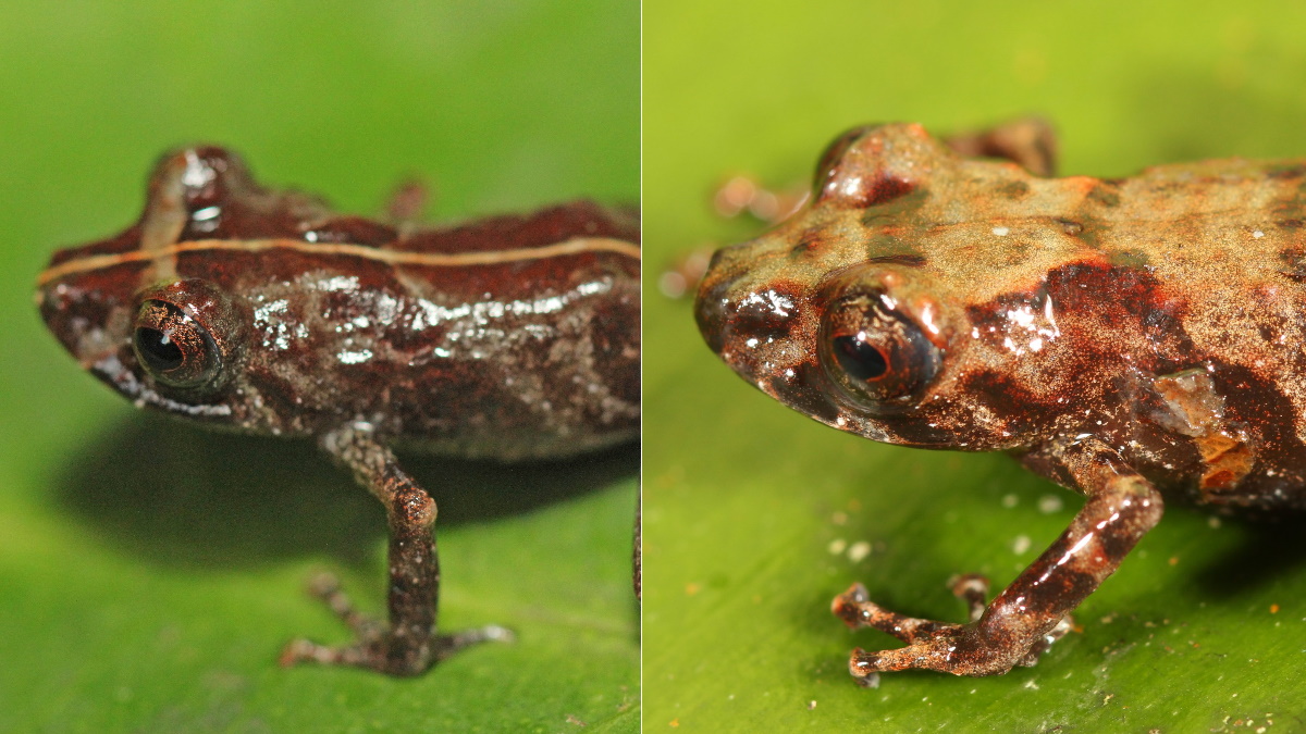 Descubren nueva especie de rana en los bosques montanos de Perú