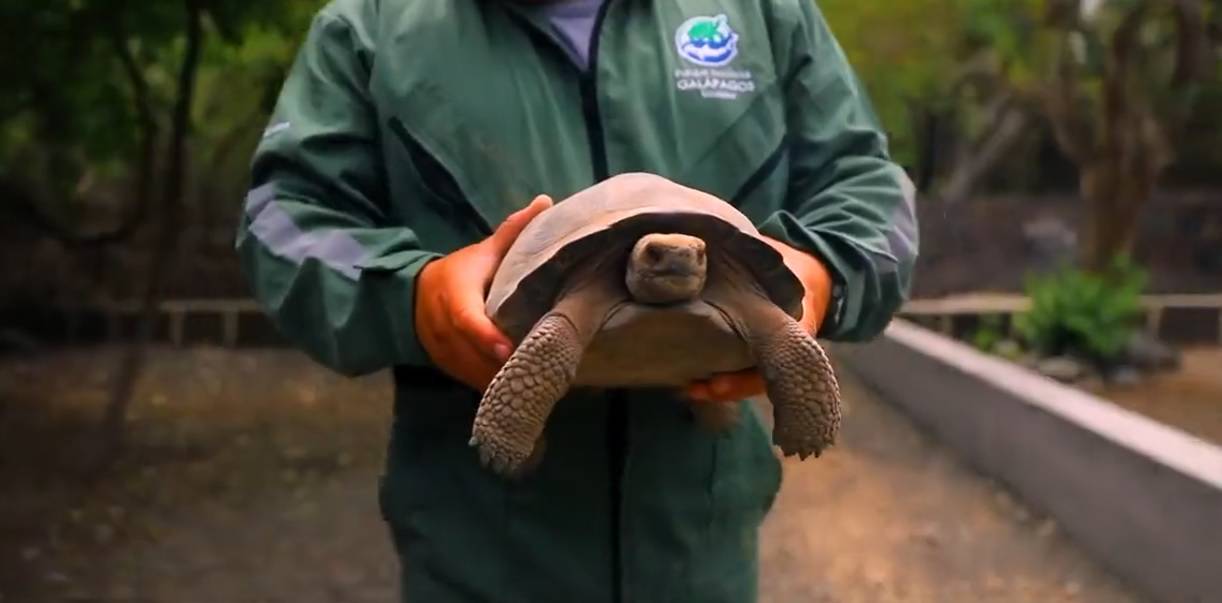 Tortugas gigantes criadas en cautiverio retornan a su hábitat en Galápagos