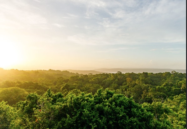 Las áreas protegidas más extensas se encuentran en la Reserva de la Biosfera Maya, en Petén.