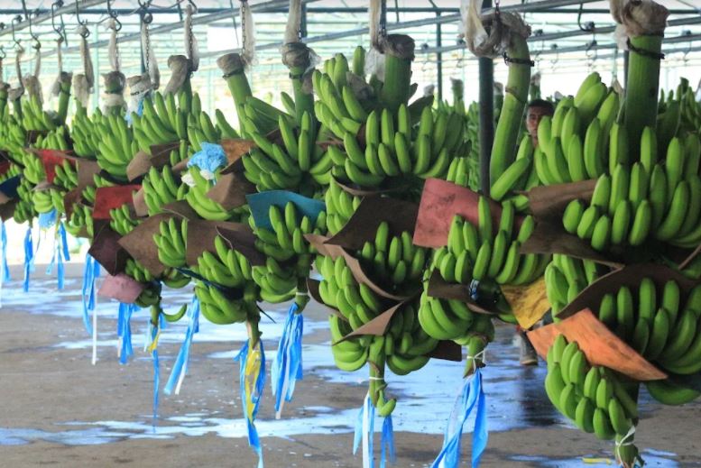 Banano