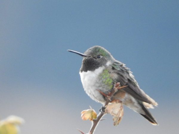 Guatemala se une a Fondo Mundial de Información sobre Biodiversidad