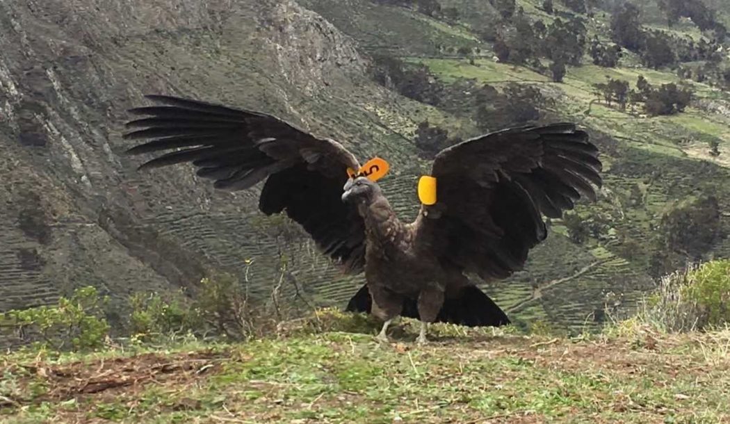 Liberan cóndor en los Andes de Perú, tras más de un año en recuperación
