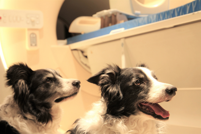 El cerebro de los perros puede distinguir entre idiomas