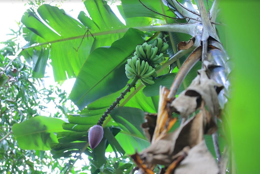 Implementan puntos de monitoreo satelital para plantaciones de banano y plátano