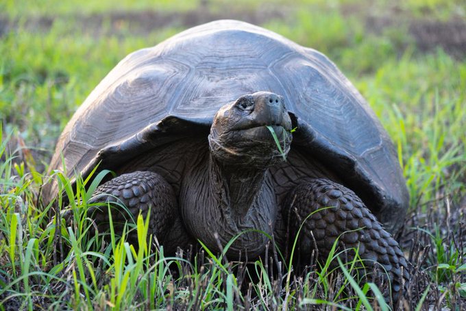 Descubren cuatro nuevos virus en las tortugas gigantes de Galápagos