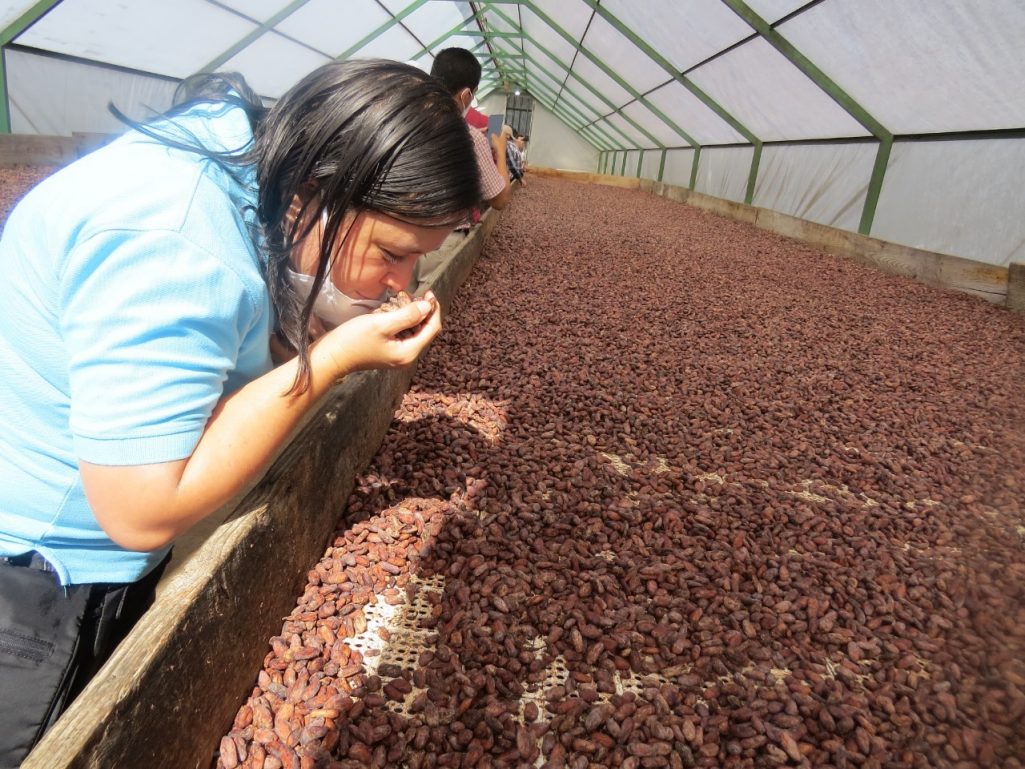 MAGA promueve cacao guatemalteco en región centroamericana