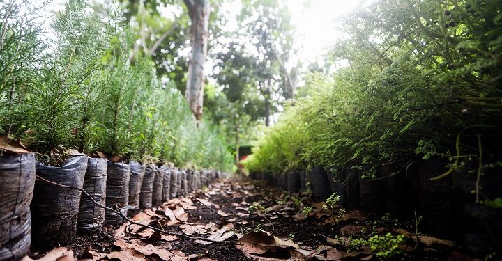 MARN cumple sus objetivos sobre medio ambiente en 2021