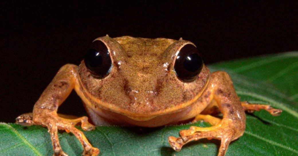 Descubren una nueva especie de rana en Panamá