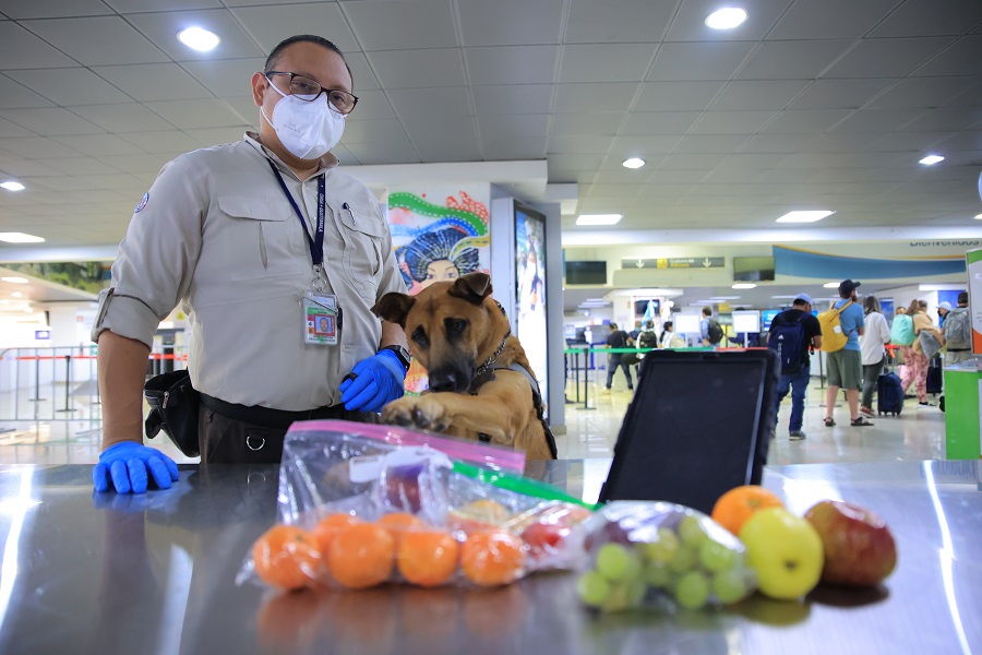 Equipo de manejador y perro contribuye a detectar y decomisar productos que ponen en riesgo la seguridad agropecuaria del país.