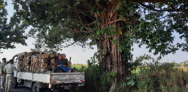 Capturan a persona por transportar madera ilícitamente
