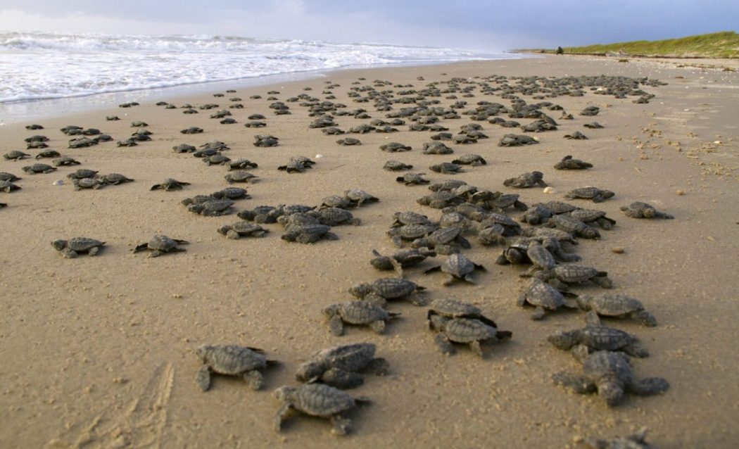 Liberan 439 tortugas marinas en refugio de vida silvestre de Nicaragua