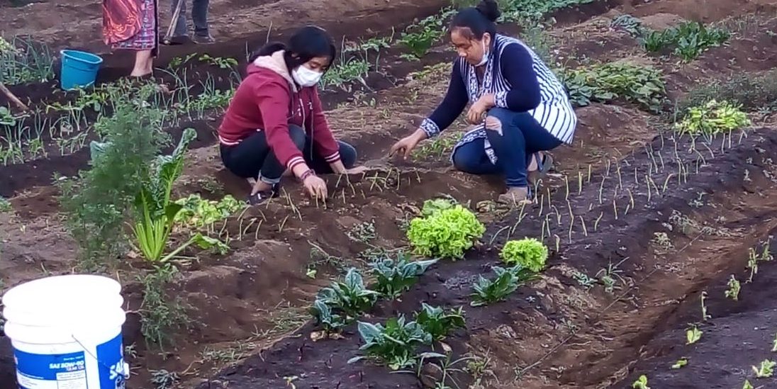 Continúa fortalecimiento de huertos familiares y comunales en Chimaltenango