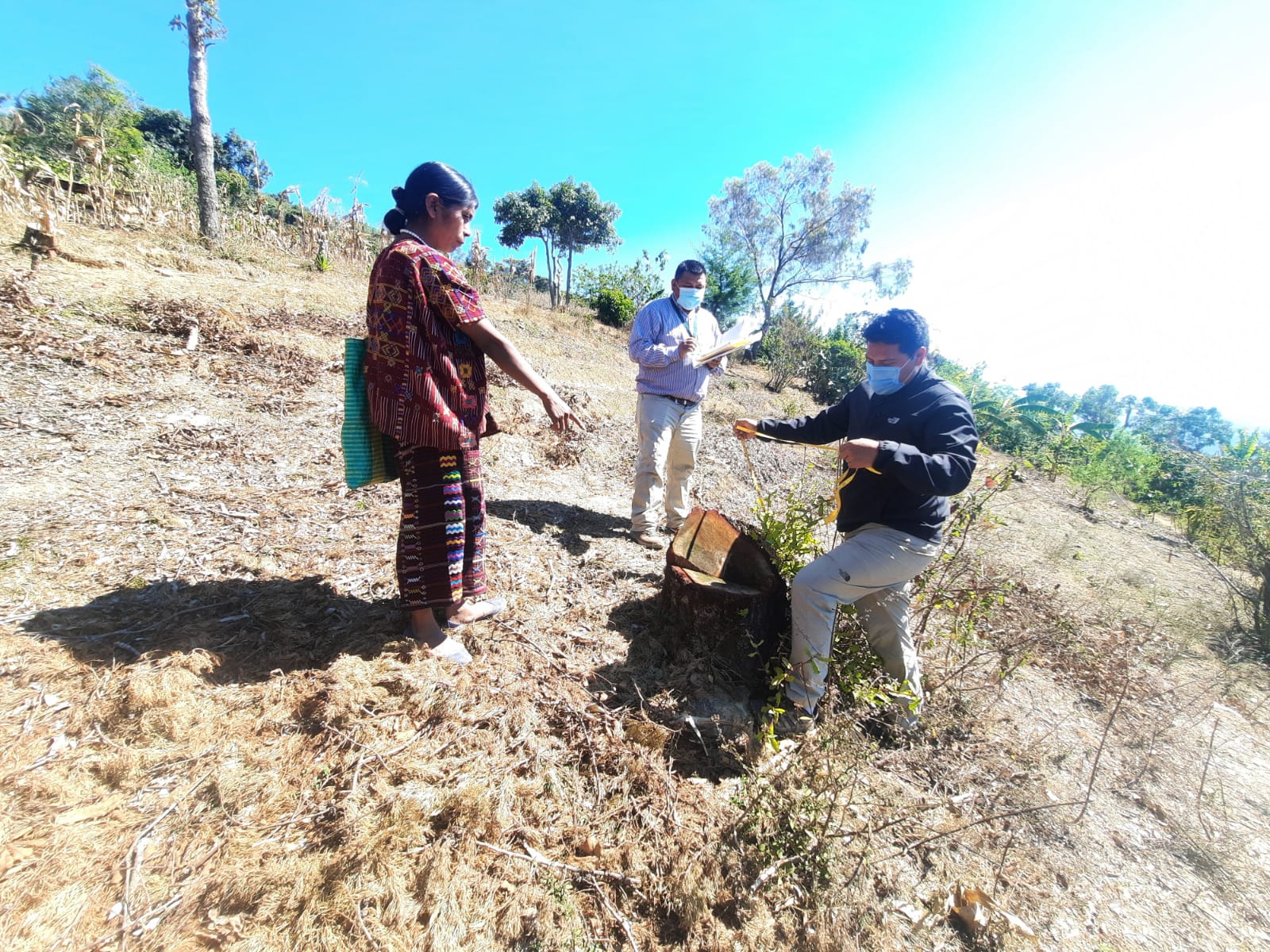 Tala ilegal pone en riesgo bosques de Huehuetenango