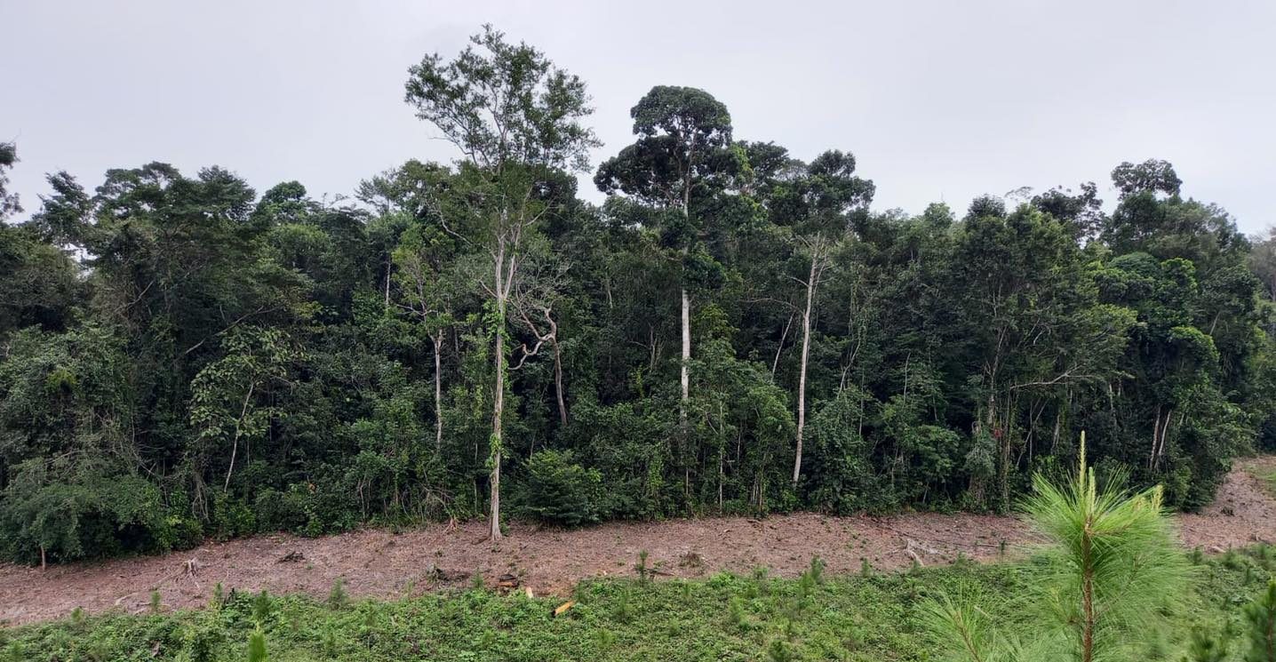 Continúan acciones por el desarrollo forestal de Guatemala