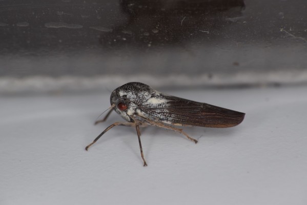 Descubierta una nueva especie de insecto “increíblemente raro”
