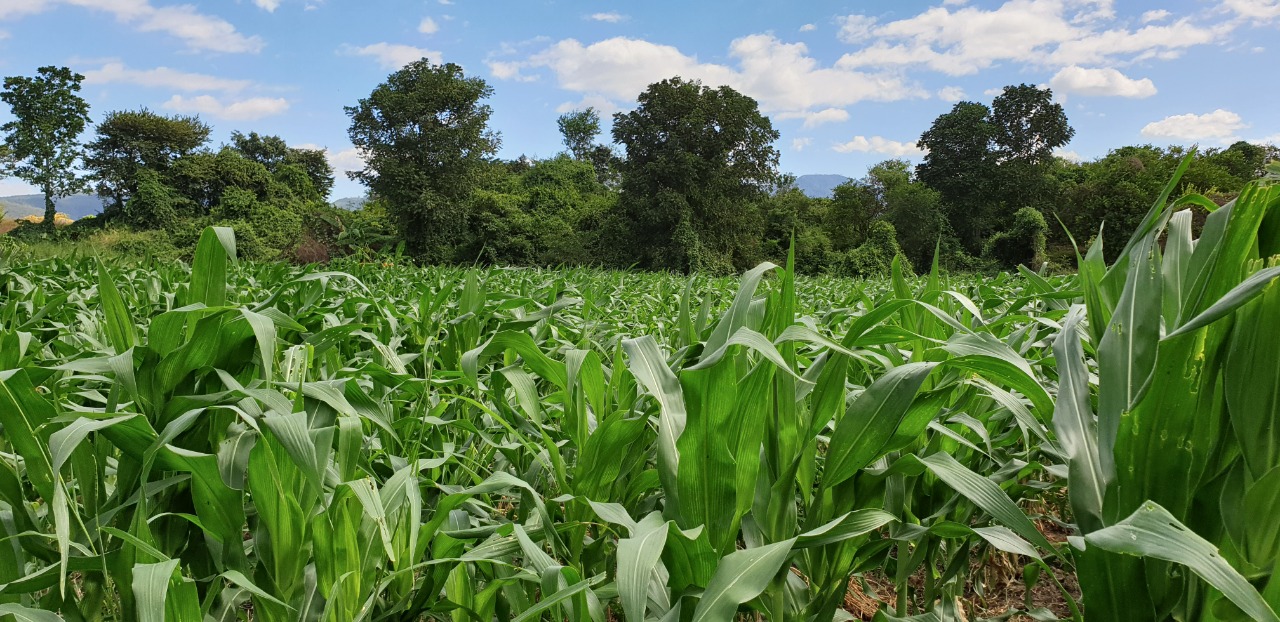 Extensionistas fortalecen sus capacidades para apoyar a agricultores huehuetecos