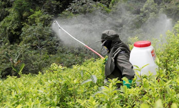 Colombia fija como meta la erradicación de 100 mil hectáreas de coca en 2022