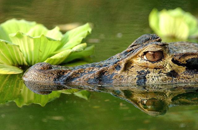 El 48 % de especies terrestres podrían extinguirse por el cambio climático