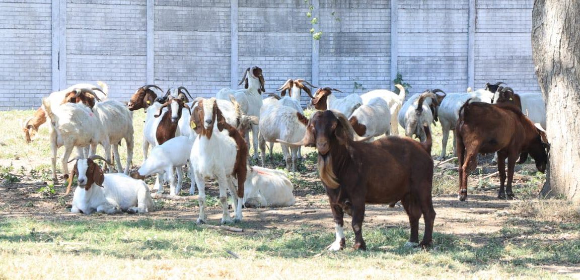 MAGA supervisa proyectos de ganado caprino en Escuintla