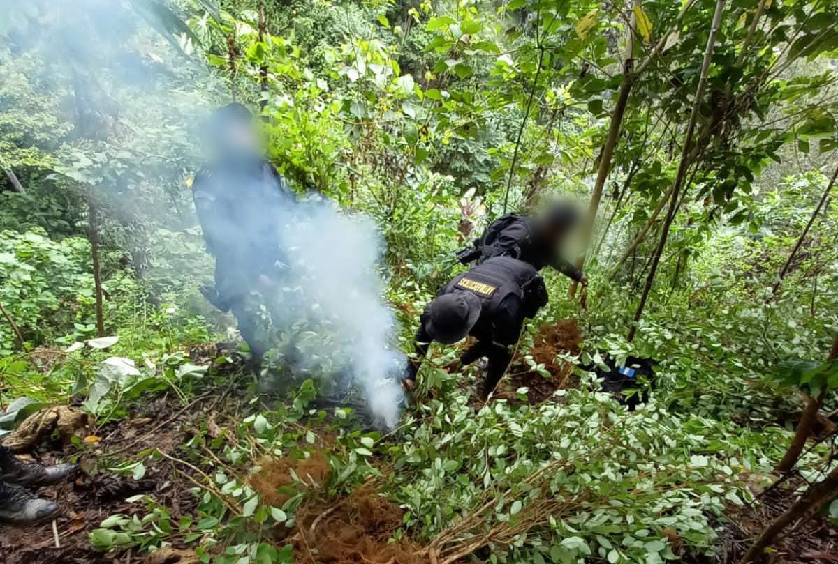 Las fuerzas de seguridad localizaron varias plantaciones de hoja de coca durante operativos.