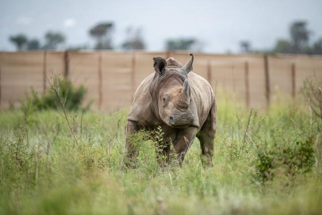 La caza furtiva de rinocerontes aumentó en 2021 en Sudáfrica