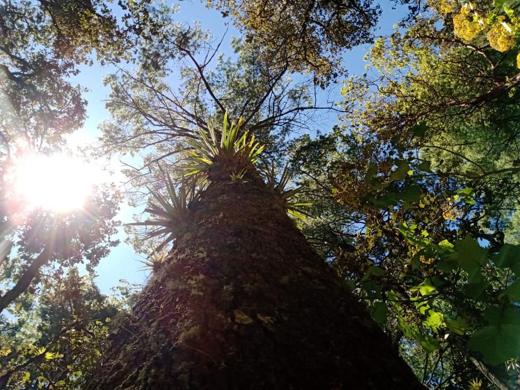Dan seguimiento a plan de saneamiento de bosque en Totonicapán
